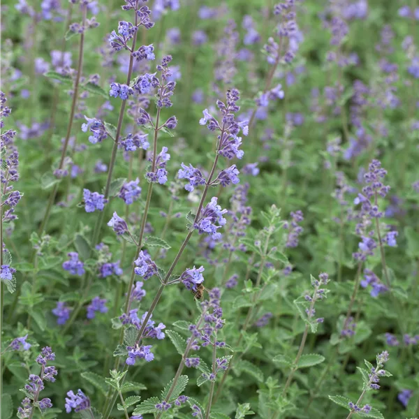 Nepeta x faassenii 'Kit Cat'