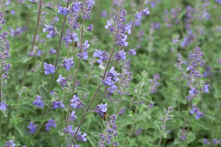 Nepeta x faassenii 'Kit Cat'