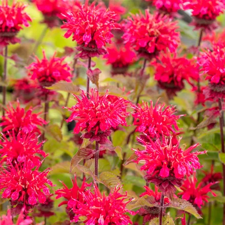 Monarda fistulosa 'Cambridge Scarlet'
