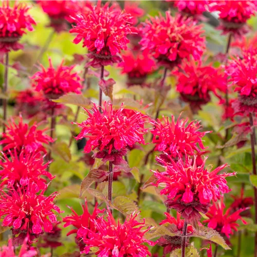 Monarda fistulosa 'Cambridge Scarlet'