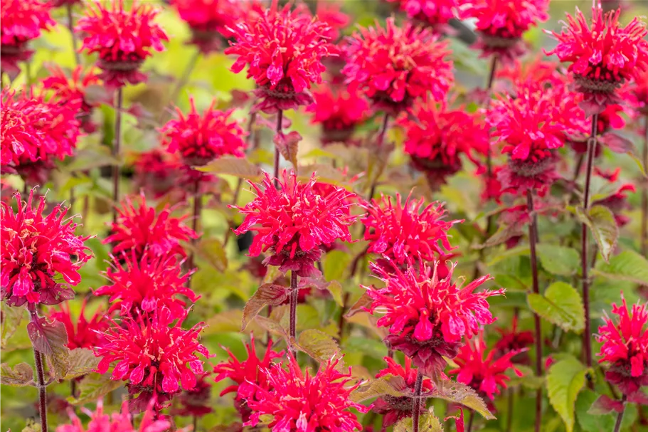 Monarda fistulosa 'Cambridge Scarlet'