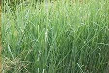 Panicum virgatum 'Cloud Nine'