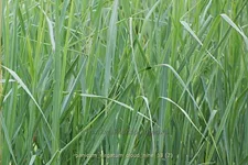 Panicum virgatum 'Cloud Nine'