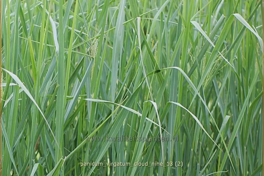 Panicum virgatum 'Cloud Nine'