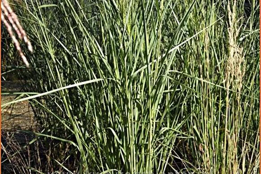 Panicum virgatum 'Cloud Nine'