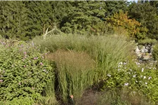 Panicum virgatum 'Cloud Nine'