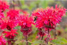 Monarda fistulosa 'Bee-Happy'®