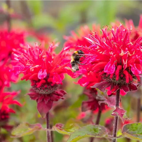 Monarda fistulosa 'Bee-Happy'®