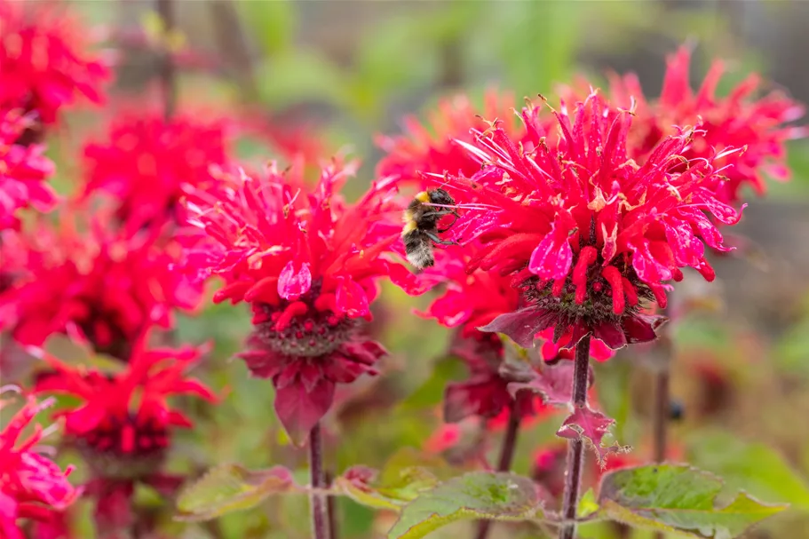 Monarda fistulosa 'Bee-Happy'®