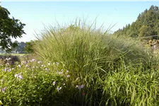 Panicum virgatum 'Cloud Nine'