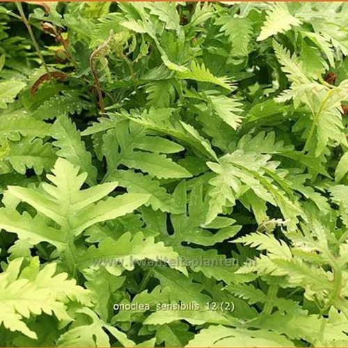Onoclea sensibilis