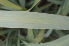 Panicum virgatum 'Dallas Blue'