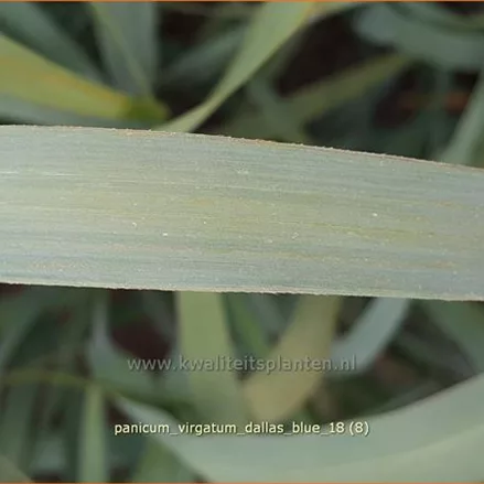 Panicum virgatum 'Dallas Blue'