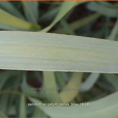 Panicum virgatum 'Dallas Blue'