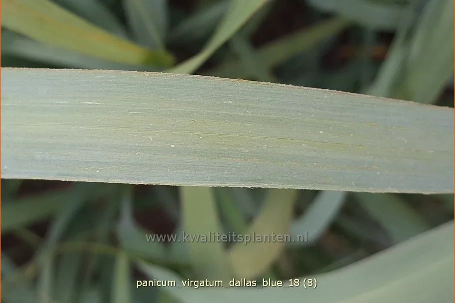 Panicum virgatum 'Dallas Blue'