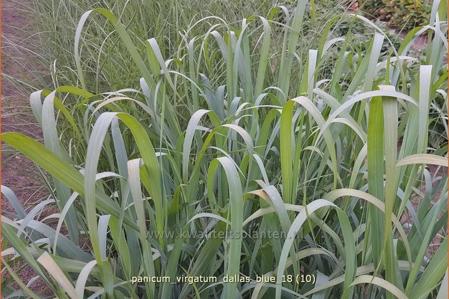 Panicum virgatum 'Dallas Blue'
