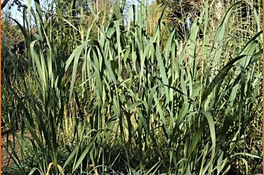 Panicum virgatum 'Dallas Blue'