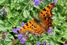 Nepeta x faassenii 'Purrsian Blue'