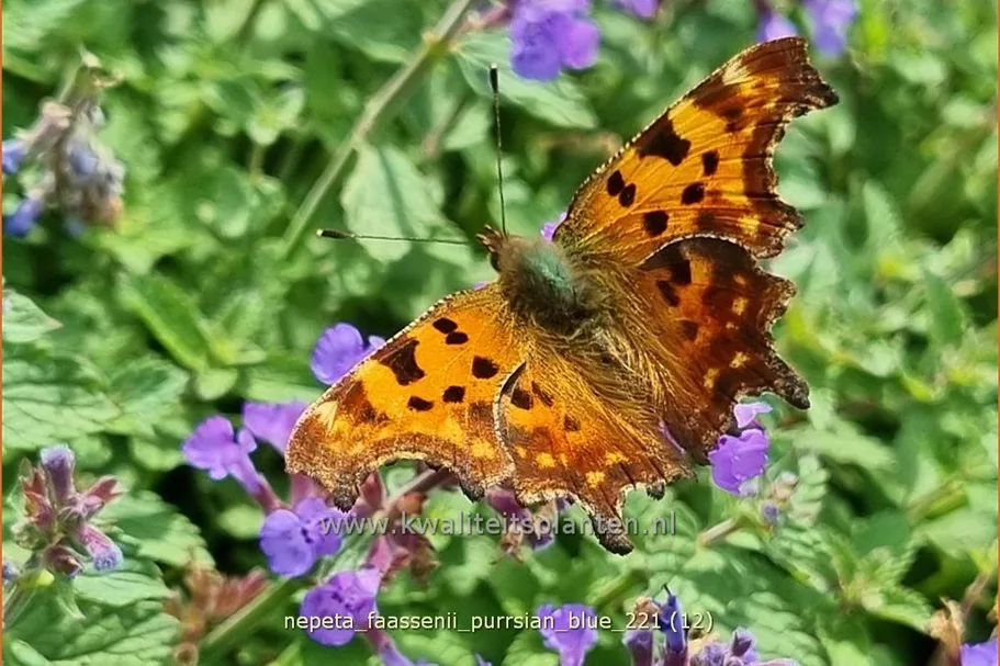 Nepeta x faassenii 'Purrsian Blue'