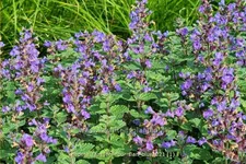 Nepeta x faassenii 'Purrsian Blue'