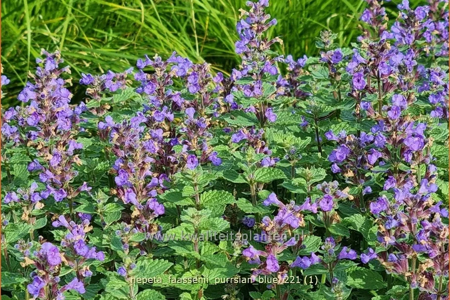 Nepeta x faassenii 'Purrsian Blue'