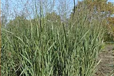 Panicum virgatum 'Heavy Metal'