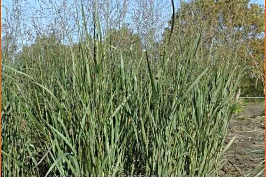 Panicum virgatum 'Heavy Metal'