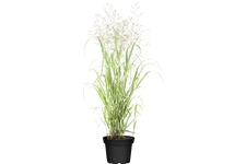 Panicum virgatum 'Heavy Metal'