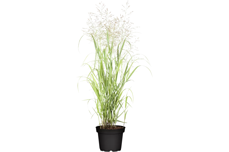 Panicum virgatum 'Heavy Metal'