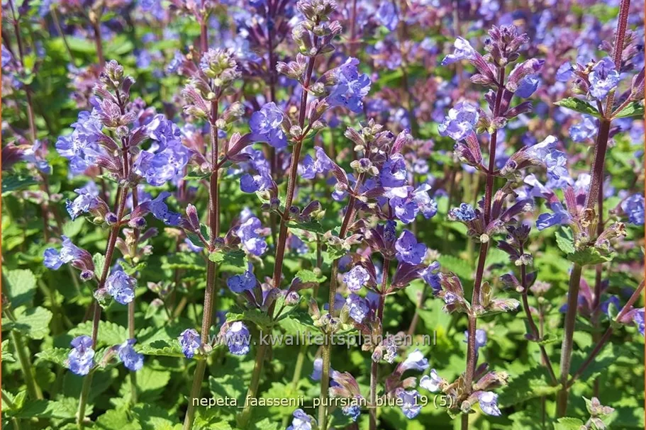 Nepeta x faassenii 'Purrsian Blue'
