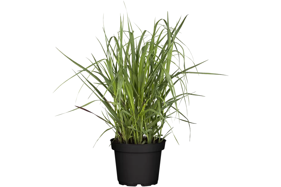 Panicum virgatum 'Heavy Metal'