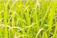 Panicum virgatum 'Heavy Metal'