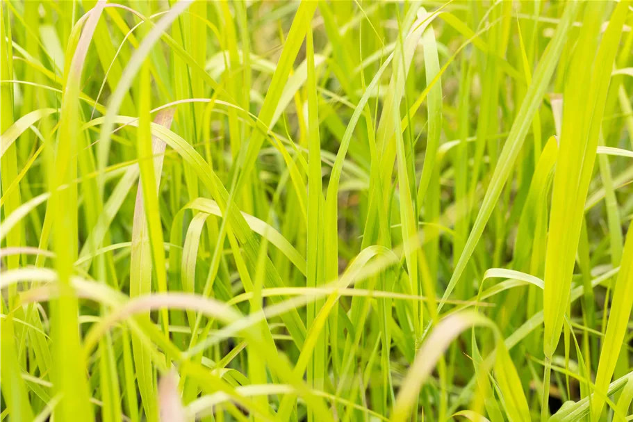 Panicum virgatum 'Heavy Metal'