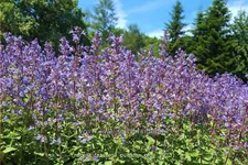 Nepeta x faassenii 'Purrsian Blue'