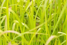 Panicum virgatum 'Heavy Metal'