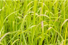 Panicum virgatum 'Heavy Metal'