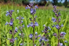 Nepeta x faassenii 'Purrsian Blue'