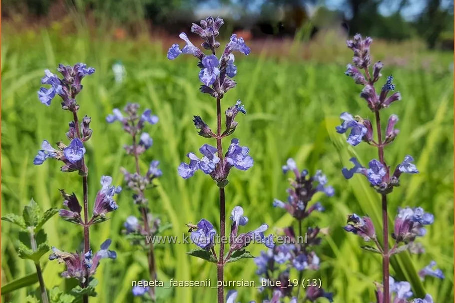 Nepeta x faassenii 'Purrsian Blue'