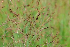 Panicum virgatum 'Heavy Metal'