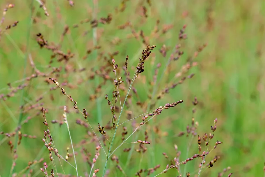 Panicum virgatum 'Heavy Metal'