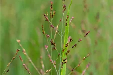 Panicum virgatum 'Heavy Metal'
