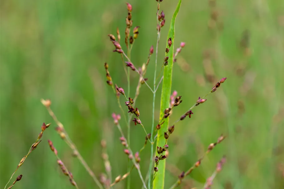 Panicum virgatum 'Heavy Metal'