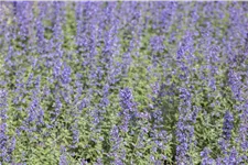 Nepeta grandiflora 'Blue Danube'