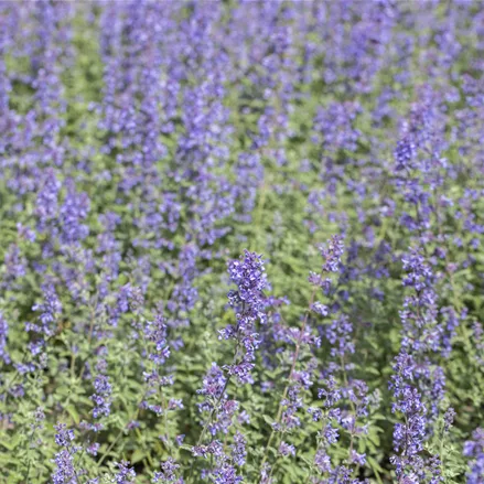 Nepeta x faassenii 'Purrsian Blue'
