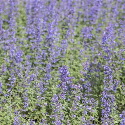 Nepeta grandiflora 'Blue Danube'