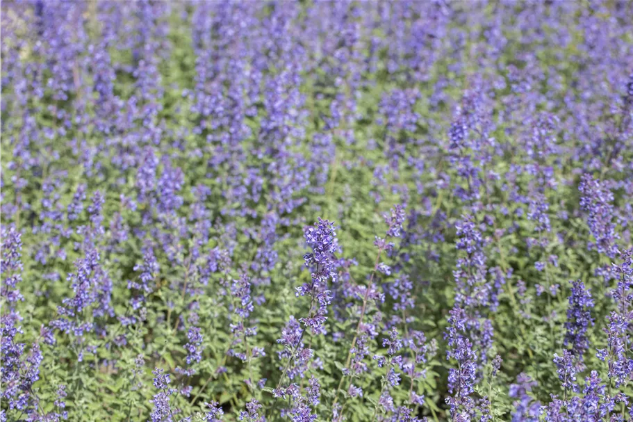 Nepeta grandiflora 'Blue Danube'