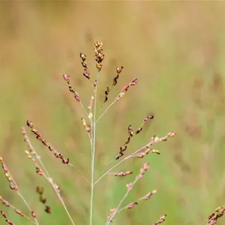 Panicum virgatum 'Heavy Metal'