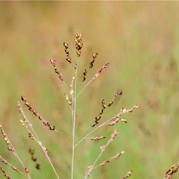 Panicum virgatum 'Heavy Metal'