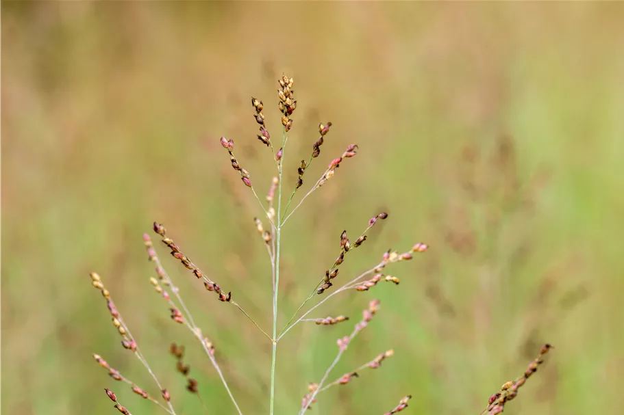 Panicum virgatum 'Heavy Metal'