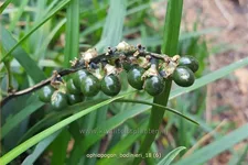 Ophiopogon bodinieri